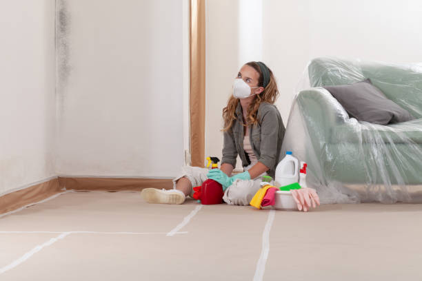 Reliable Black Mold Removal contractor in Mead, CO by WQB Mold Removal