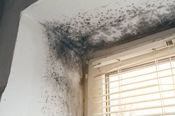Affordable Black Mold Removal solutions in Mead, CO
